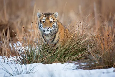 10 самых редких животных России и где их найти — ВыИскали