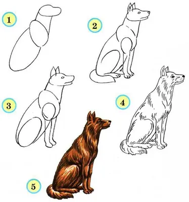 Животных рисовать поэтапно картинки