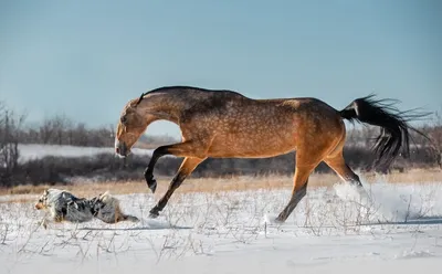 Фото животных: Белка в движении. Александр Носков. Фото животных - ANIMAL  PHOTO