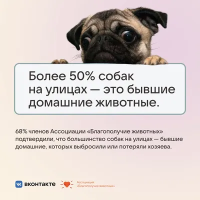 Приложение VK Тотемное животное - «Нашла еще одно классное приложение  Вконтакте с преображением. Каждый день с нетерпением создаю новые образы» |  отзывы