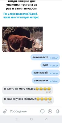 У Гусь-Хрустального приюта для животных новая страница во «ВКонтакте»