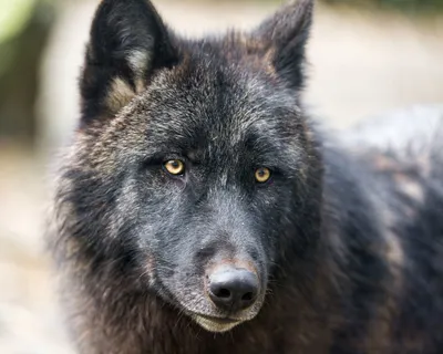 Чёрные волки | Пикабу