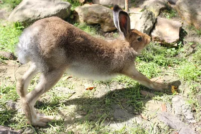 Одно семейство - разные повадки. Заяц, отличия от кролика. | ANIMAL ONE |  ЖИВОТНЫЕ | ПРИРОДА | Дзен