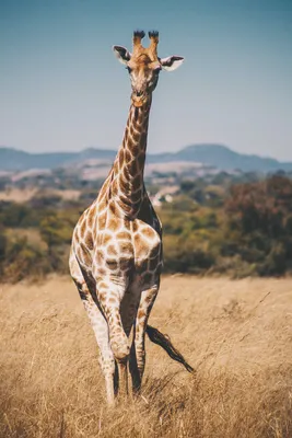 Милый мультяшный модный жираф с закрытыми глазами дикой природы африканских  животных | Премиум векторы