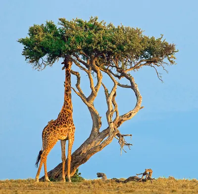 День жирафа: интересные факты, фото и видео об этих животных