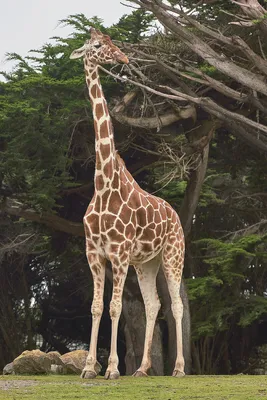 Жираф | Энциклопедия животных | Энциклопедия животных | Жираф, Животные,  Млекопитающие