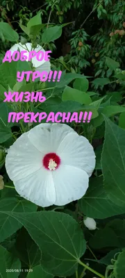 Жизнь прекрасна!