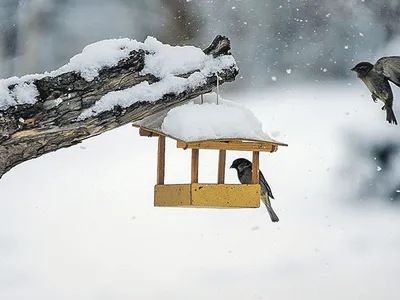 Покормите птиц, только не рисом! - 