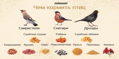 Жизнь птиц зимой картинки