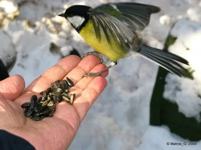 Акция «Покормите птиц зимой!» - частная школа Ступени