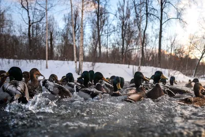 Птицы в городе