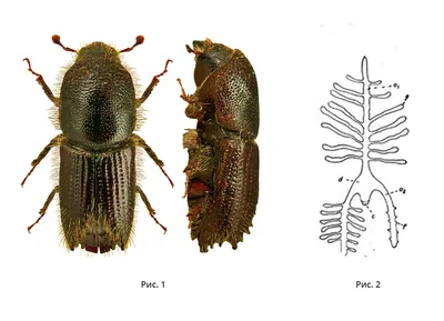 Короед-стенограф или шестизубый короед (Ips sexdentatus)