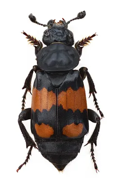 Могильщик-погребатель (Nicrophorus vespilloides) - Picture Insect