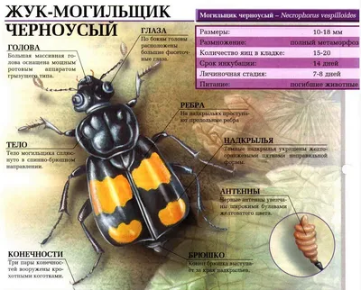 Раскраска Жук могильщик - скачать и распечатать в формате А4