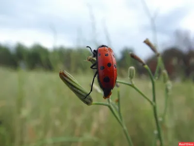 Жуки-могильщики (лат. Nicrophorus)