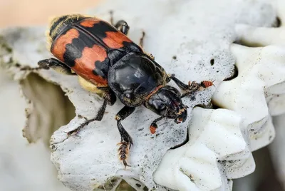 Обыкновенный могильщик (Nicrophorus vespillo) - Природа Республики Мордовия