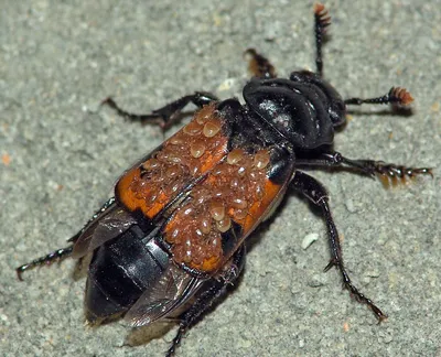  - Nicrophorus vespillo