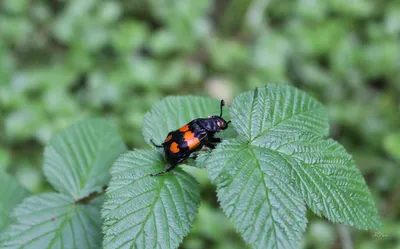 Обыкновенный могильщик (Nicrophorus vespillo) закапывает мышку (видео) |  Природа в объективе | Дзен