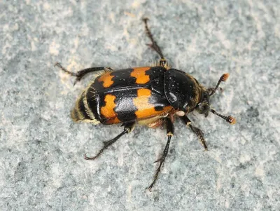 Обыкновенный могильщик (Nicrophorus vespillo) - Picture Insect