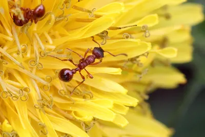 Одуванчиковый нектар и муравьи - Михаил Соколов