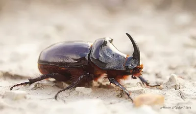 Жук-носорог (Oryctes nasicornis) - Природа Республики Мордовия