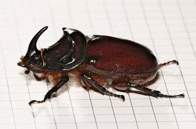  - Oryctes nasicornis - жук носорог, самка