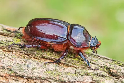 Жук-носорог обыкновенный (лат. Oryctes nasicornis)