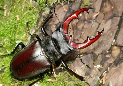 Жук-олень / Lucanus cervus / Stag-beetle / Еленов рогач / … | Flickr