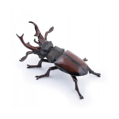 Жук-олень Lucanus cervus (Linnaeus, 1758) (Lucanidae) - атлас жуков России  - фото К.В.Макарова