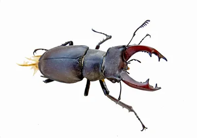 Жук-олень Lucanus cervus (Linnaeus, 1758)