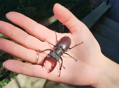 Жук-олень Lucanus cervus (Linnaeus, 1758) - фотография самки в природе  С.О.Какунина