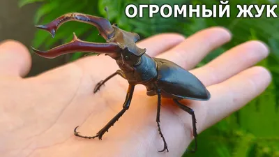  - Жук-олень