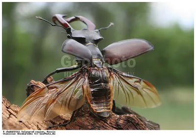 Фотография Жук-олень (Lucanus cervus) Волгоградская область | Фотобанк  ГеоФото/GeoPhoto | GetImages Group