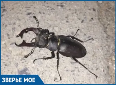 Жук-олень (Lucanus cervus) - Picture Insect