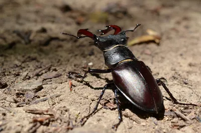 Phalacrognathus muelleri (Радужный жук-олень) - Ферма насекомых BugDesign.  Работаем с 2004 года! :)