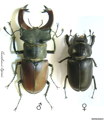 Жук-олень Lucanus cervus (Linnaeus, 1758) - фотографии самцов в природе  С.О.Какунина