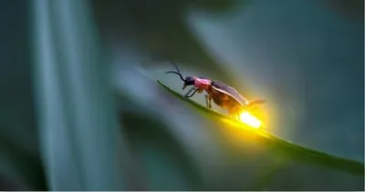 Светлячок (жук светляк). Фос-ду-Игуасу, Бразилия. Firefly (Lightning Bug).  Foz do Iguazu Brazil - YouTube