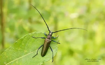 Усач мускусный (Aromia moschata) - Природа Республики Мордовия