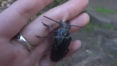 Большой дубовый усач (Cerambyx cerdo) описание, фото жука усача, личинка  усача