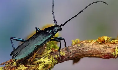 Вредитель древесины – жук усач