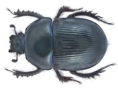 Новый вид ископаемого жука обнаружен в балтийском янтаре