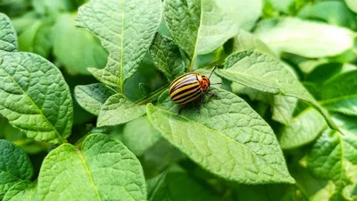 Личинка жука знахарь - Ulomoides dermestodes (50шт)