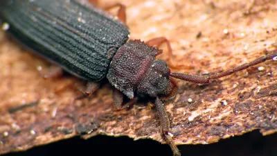 Крупный план жука-быка с его характерным рогом | Премиум Фото