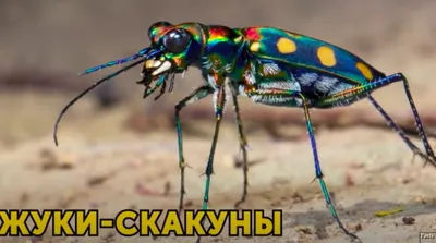 Жуки насекомые 