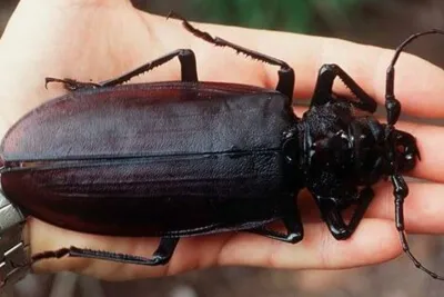 Самые гигантские насекомые в мире: ЖУКИ | 