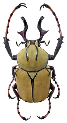 Чернушки (жуки) — Википедия