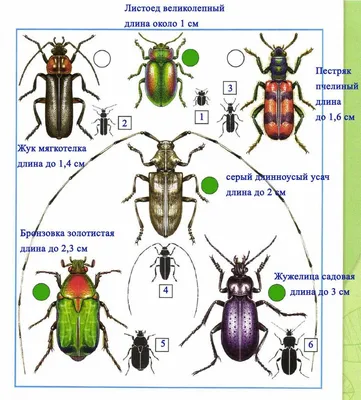 ТАКИЕ РАЗНЫЕ ЖУКИ | Пикабу