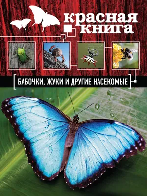 Реалистичные жуки-насекомые, изолированные на белом фоне. Акварельная  иллюстрация жуков-животных, нарисованная от руки, для дизайна - Ozero -  российский фотосток