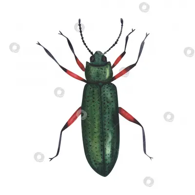 Насекомые - Жуки-насекомые 13, INSCT_0046 | 3D модель для ЧПУ станка