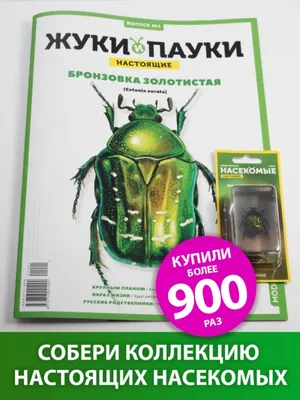 картинки : насекомое, Жук, падать, гладкий; плавный, оранжевый,  Беспозвоночный, Красные жуки, Вредитель, Ошибка, Макросъемка, организм,  Blister beetles, Членистоногие, Stag beetles 3456x2304 - Maile377 - 1597039  - красивые картинки - PxHere